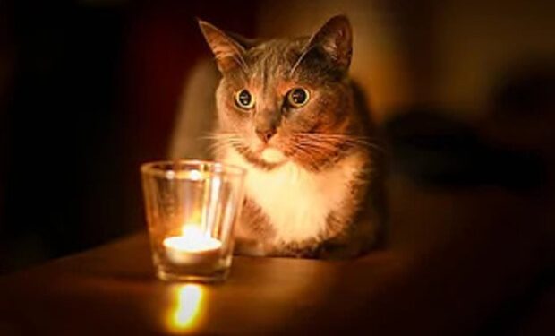 post-33509 thumbnail